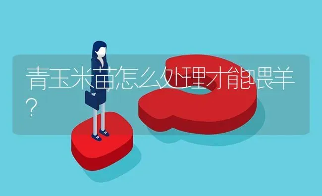 青玉米苗怎么处理才能喂羊? | 养殖问题解答