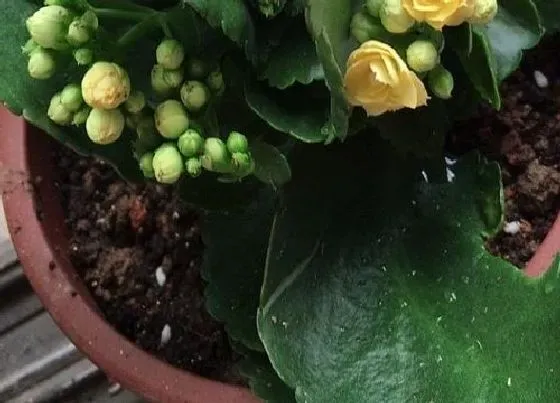 植物常识问题|适合冬季扦插的植物