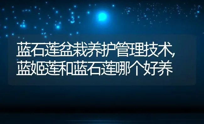 蓝石莲盆栽养护管理技术,蓝姬莲和蓝石莲哪个好养 | 养殖常见问题