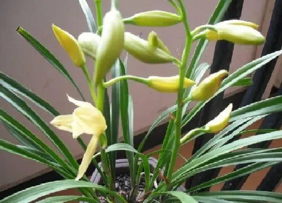 植物常识问题|兰花有花苞后要施花多多2号吗（怎样使用花多多1号）