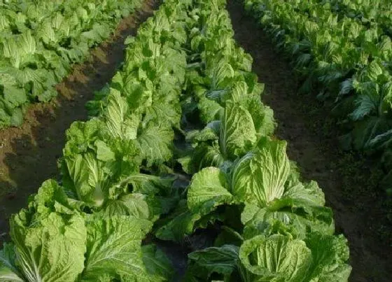 植物常识问题|翻完地晒几天能种菜  种菜翻地要晾几天