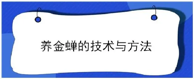 养金蝉的技术与方法 | 生活常识