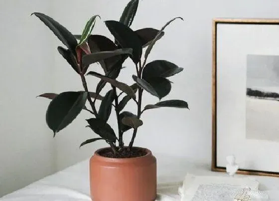 植物常识问题|发财树、橡皮树如何浇灌啤酒长势更喜人