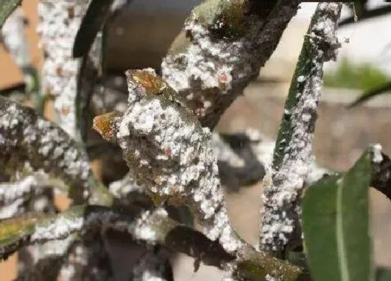 植物常识问题|秋天白粉虱大面积爆发如何根除