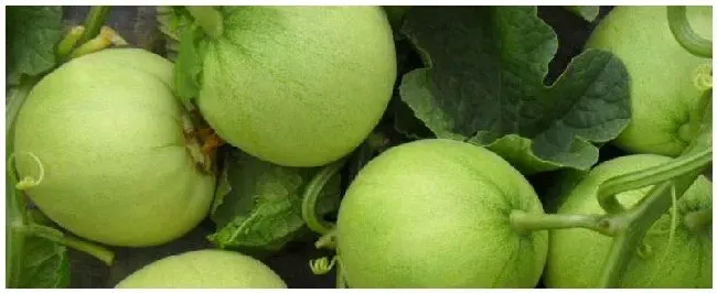 甜瓜霜霉病特效药 | 三农答疑