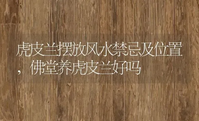 虎皮兰摆放风水禁忌及位置,佛堂养虎皮兰好吗 | 养殖常见问题