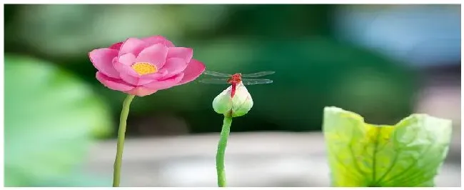 蜻蜓是害虫还是益虫 | 科普知识