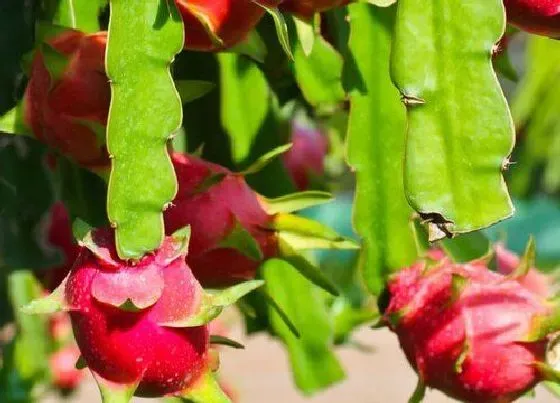 植物常识问题|火龙果种植技术与管理