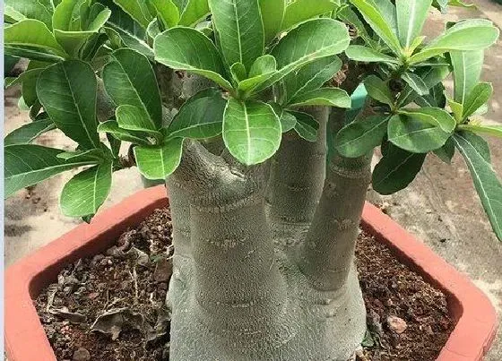 植物常识问题|沙漠玫瑰花期短是什么原因造成的