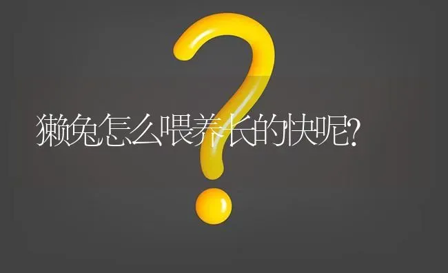 獭兔怎么喂养长的快呢? | 养殖问题解答