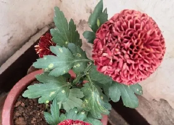 植物常识问题|菊花长什么样子