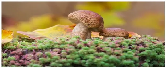 蘑菇的种植方法 | 农业常识