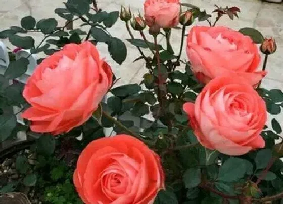 植物常识问题|如何对这个月季进行花后修剪