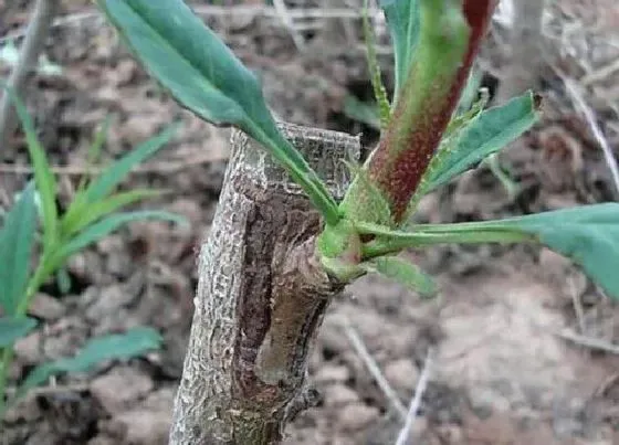 植物常识问题|柿子树可以嫁接香椿树吗（柿子树可以用什么果树嫁接）