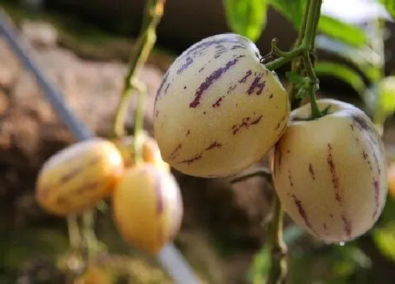 植物常识问题|人参果含糖量高吗