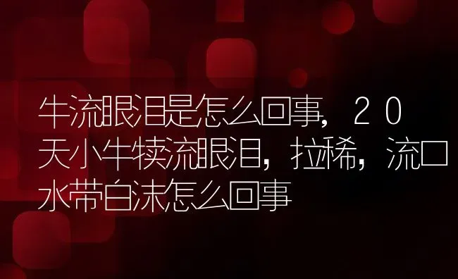 牛流眼泪是怎么回事,20天小牛犊流眼泪，拉稀，流口水带白沫怎么回事 | 养殖常见问题