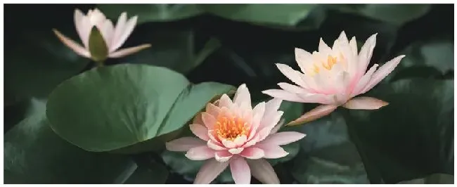 金线莲种植的注意事项 | 三农答疑