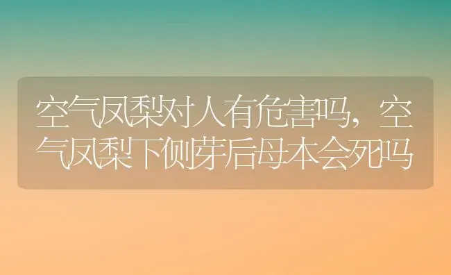 空气凤梨对人有危害吗,空气凤梨下侧芽后母本会死吗 | 养殖常见问题