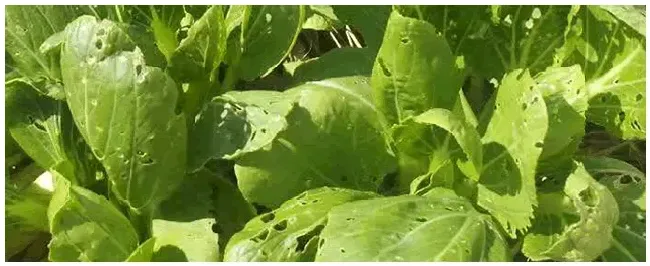 大白菜什么时候播种 | 生活常识