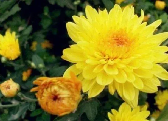 植物常识问题|菊花长什么样子