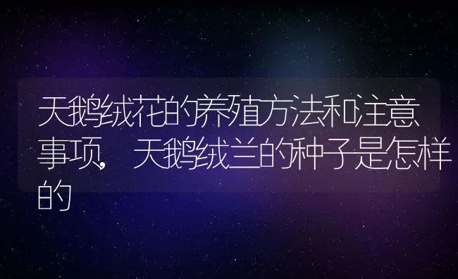 天鹅绒花的养殖方法和注意事项,天鹅绒兰的种子是怎样的 | 养殖常见问题