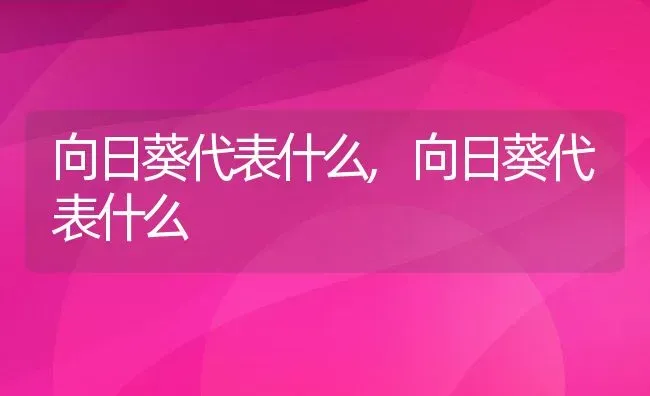 向日葵代表什么,向日葵代表什么 | 养殖常见问题