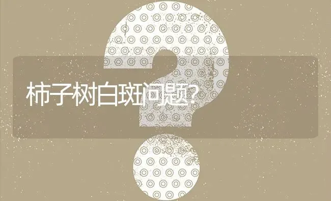 柿子树白斑问题? | 养殖问题解答