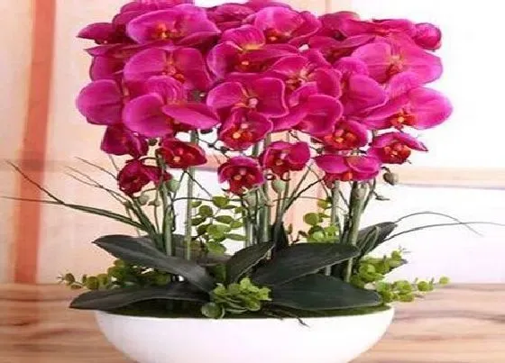 植物常识问题|蝴蝶兰浇水如何把握
