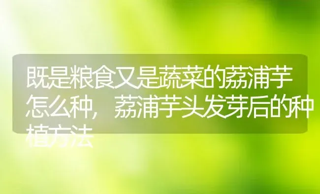 93朵玫瑰花花语代表什么意思,什么花的花语是“我会一直陪在你身边”？ | 养殖常见问题