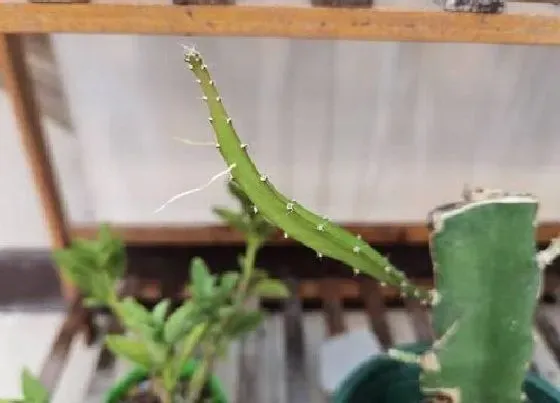 植物常识问题|火龙果种植技术与管理