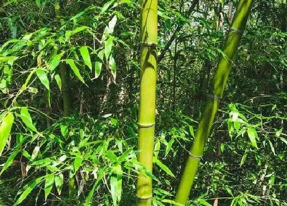 植物常识问题|风水里最吉祥的树图片 十大象征吉祥好运的树