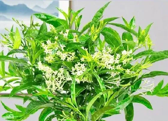 植物常识问题|十大最香的花 花期最长最好养的浓香型花卉盆栽