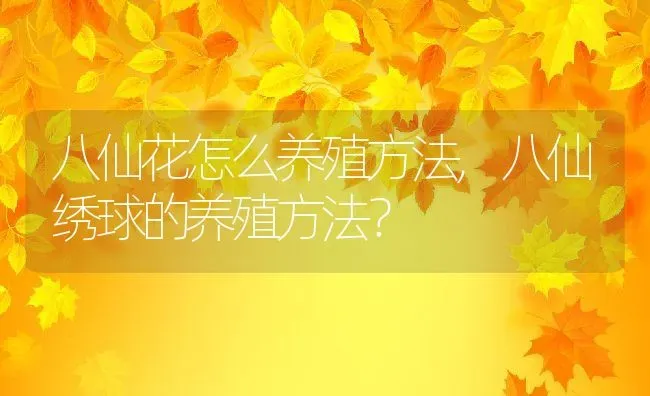 八仙花怎么养殖方法,八仙绣球的养殖方法？ | 养殖常见问题