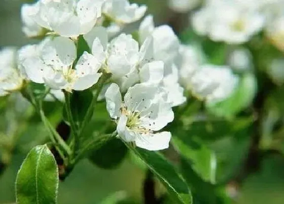 植物常识问题|茉莉花能吃吗 茉莉花吃了有什么好处