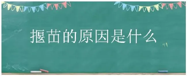 揠苗的原因是什么 | 农业常识