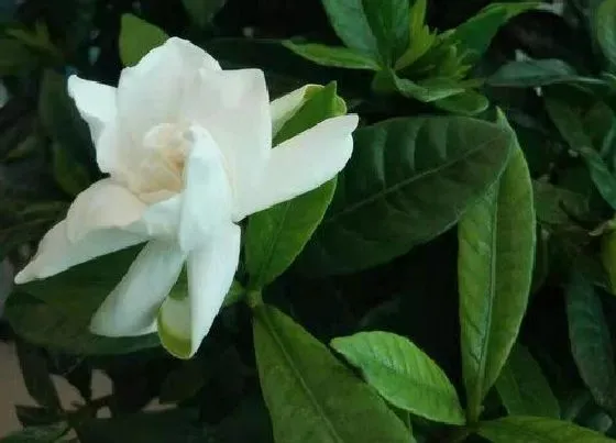 植物常识问题|5月怎么养栀子花新芽花苞蹭蹭长