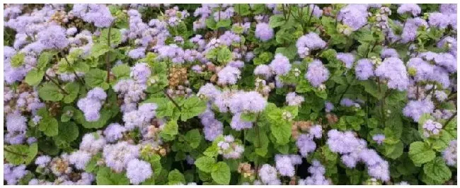 熊耳草种植的注意事项 | 科普知识