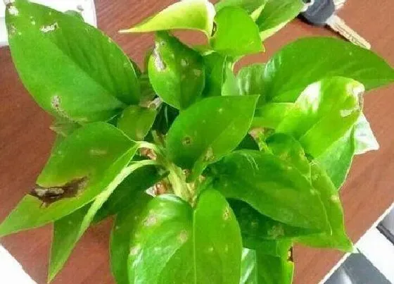 植物常识问题|怎么才能养好文竹和绿萝