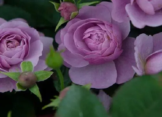 植物常识问题|如何对这个月季进行花后修剪