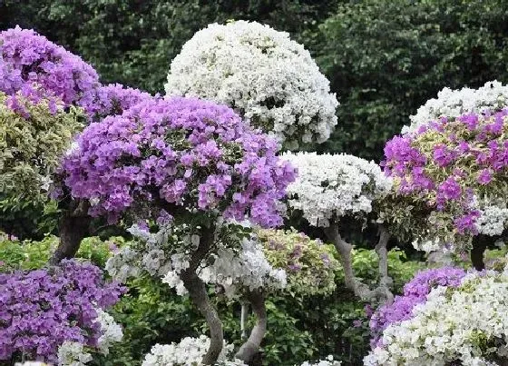 植物常识问题|三角梅花期后如何施肥花开不断