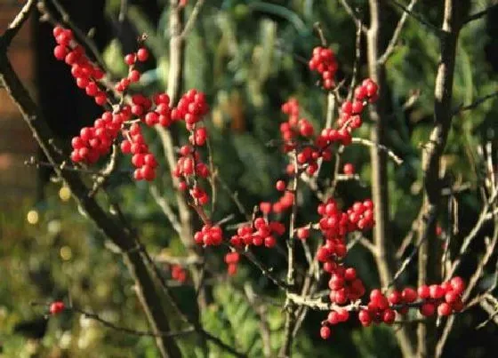 植物常识问题|阳台养十种花最好旺财 家里客厅阳台放什么植物风水好