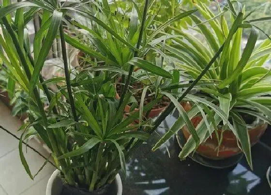 植物常识问题|深秋怎么修剪旱伞草从枯枝黄叶到碧绿有型