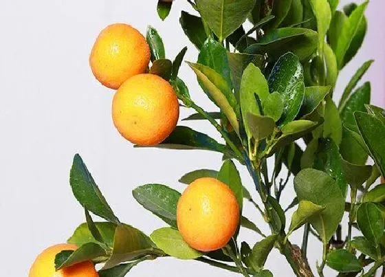 植物常识问题|盆栽观果植物冬季管理工作