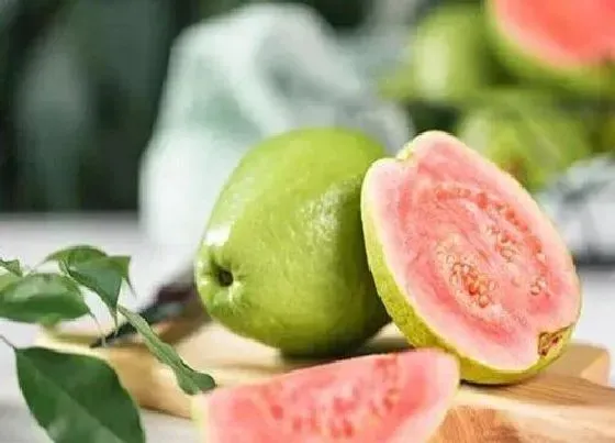 植物常识问题|番石榴的籽可以吃吗 番石榴怎么吃才是正确的吃法