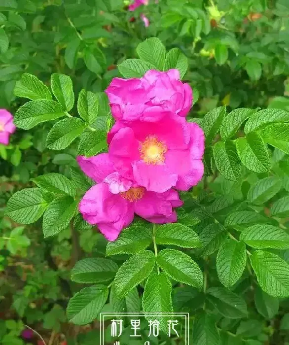 玫瑰月季蔷薇花怎么区别,总结蔷薇，月季和玫瑰的区别？