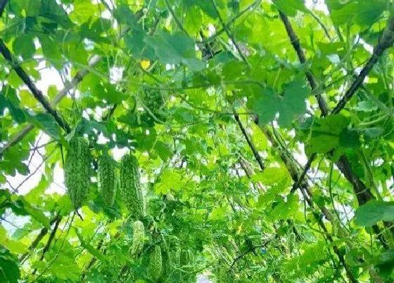 植物常识问题|苦瓜怎样种植才能高产（露天苦瓜提高产量的管理技术）