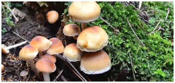 菌菇算植物吗 | 农业问题