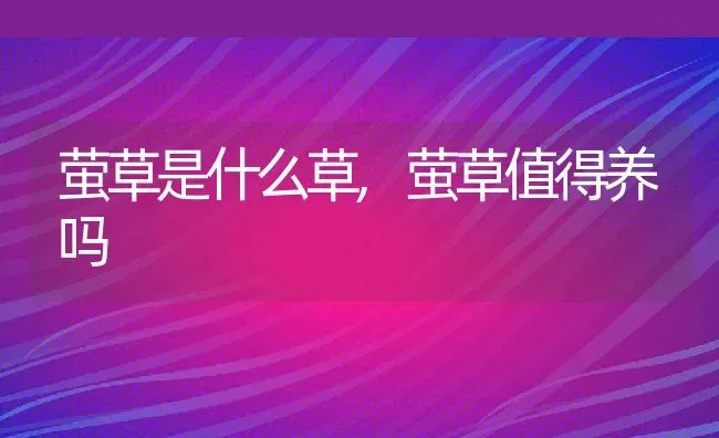 萤草是什么草,萤草值得养吗 | 养殖常见问题