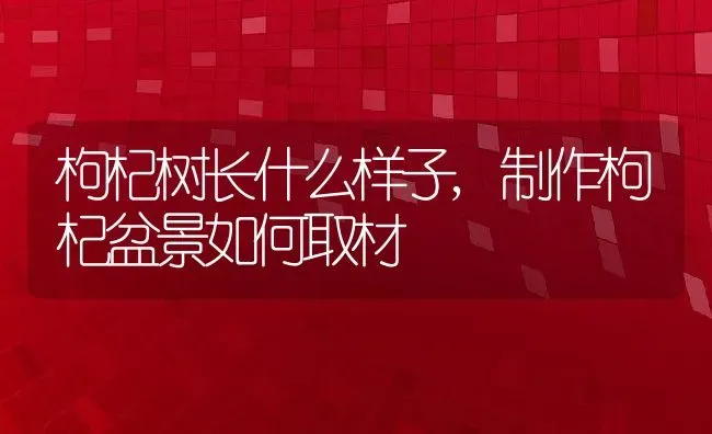 枸杞树长什么样子,制作枸杞盆景如何取材 | 养殖常见问题