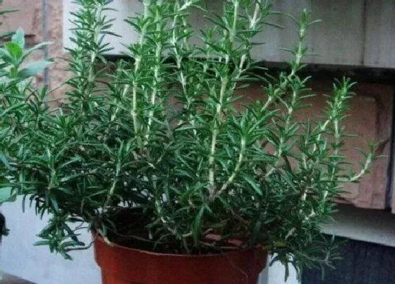 植物常识问题|十大最香的花 花期最长最好养的浓香型花卉盆栽